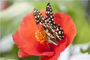 Hibiscus rosa-sinensis - Chinesischer Roseneibisch Hibiscus rosa-sinensis - Chinesischer Roseneibisch