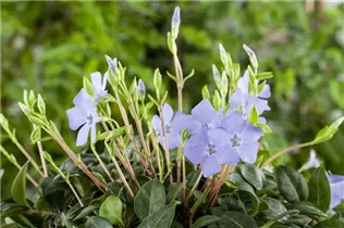  - Vinca minor