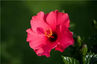 Hibiscus rosa-sinensis - Chinesischer Roseneibisch Hibiscus rosa-sinensis - Chinesischer Roseneibisch