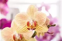 - Exotik am Fensterbrett  - Exotik am Fensterbrett