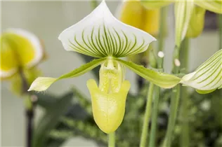 Paphiopedilum - Frauenschuh