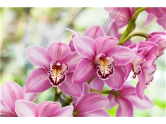 Cymbidium - Kahnlippe Cymbidium - Kahnlippe