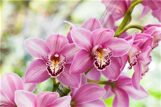 Cymbidium - Kahnlippe Cymbidium - Kahnlippe