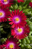 Delosperma cooperi 'Jewel of Desert' - Delosperma cooperi 'Jewel of Desert'