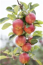 Malus domestica 'Boskoop' - Apfel 'Boskoop' Malus domestica 'Boskoop' - Apfel 'Boskoop'