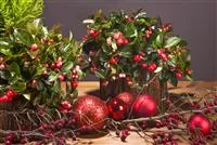 - Mistelzweige als Deko   - Mistelzweige als Deko