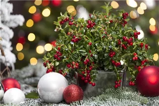 - Vaccinium vitis-idaea 'Miss Cherry'(s)  - Vaccinium vitis-idaea 'Miss Cherry'(s)