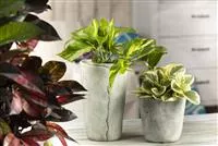 - Efeutute - unkompliziert und anfängerfreundlich  - Efeutute - unkompliziert und anfängerfreundlich