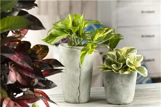 Epipremnum aureum - Goldene Efeutute