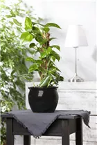 Epipremnum aureum - Goldene Efeutute