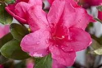 - Die Zimmerazalee – bunte Schönheit bei tristem Wetter  - Die Zimmerazalee – bunte Schönheit bei tristem Wetter