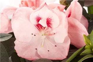 Indische Azalee - Rhododendron simsii