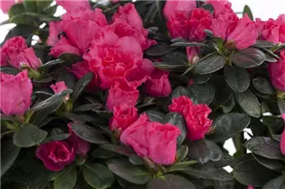  - Rhododendron simsii 'Lucinda'