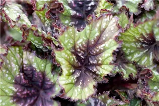 Begonia rex - Königsbegonie Begonia rex - Königsbegonie