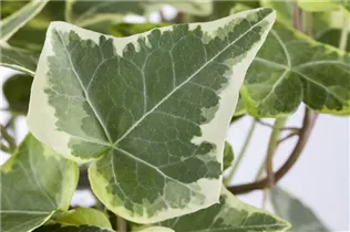 Hedera helix, grün-weiß - Hedera helix, grün-weiß