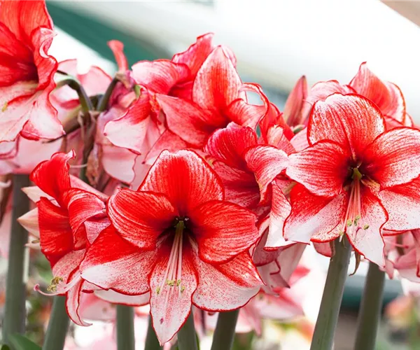 - Amaryllis – pflanzen und pflegen im Haus  - Amaryllis – pflanzen und pflegen im Haus