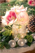 Hippeastrum - Ritterstern Hippeastrum - Ritterstern