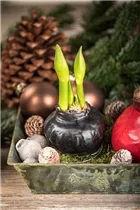 Hippeastrum Waxz® - Gewachster Ritterstern Hippeastrum Waxz® - Gewachster Ritterstern