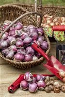 - Im Winterquartier: Eingelagerte Blumenzwiebeln kontrollieren  - Im Winterquartier: Eingelagerte Blumenzwiebeln kontrollieren