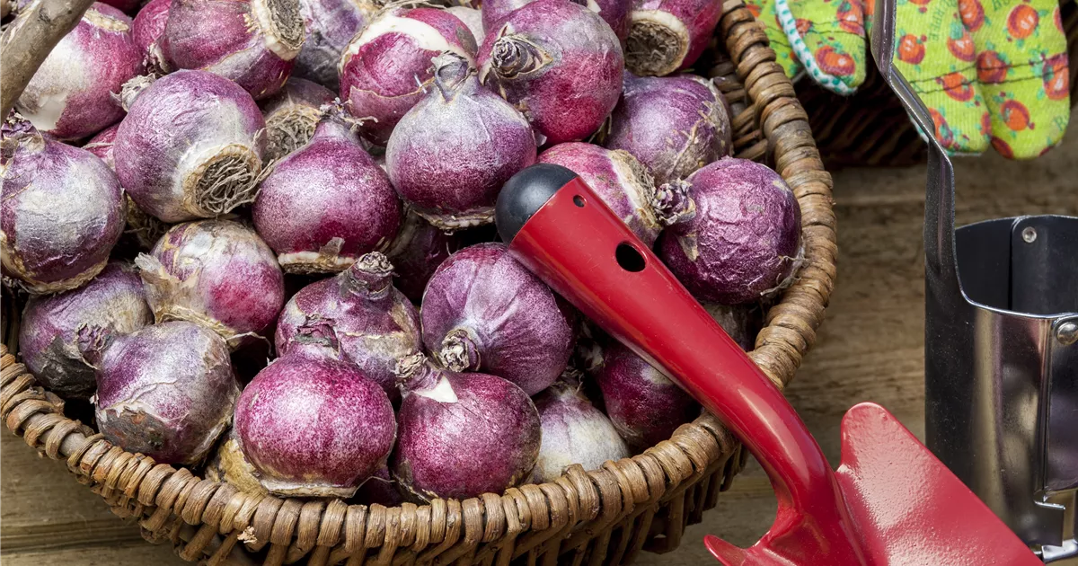  - Im Winterquartier: Eingelagerte Blumenzwiebeln kontrollieren