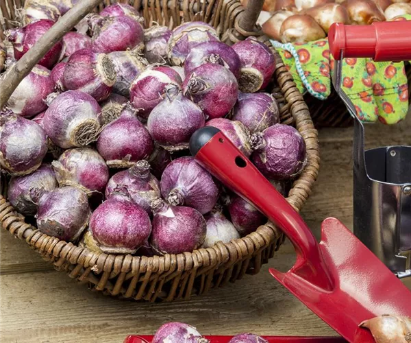 - Im Winterquartier: Eingelagerte Blumenzwiebeln kontrollieren  - Im Winterquartier: Eingelagerte Blumenzwiebeln kontrollieren