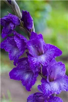 Gladiolus - Gladiole Gladiolus - Gladiole