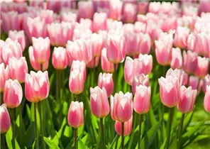  - Tulipa 'Apricot Delight'