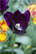  - Tulipa 'Königin der Nacht'