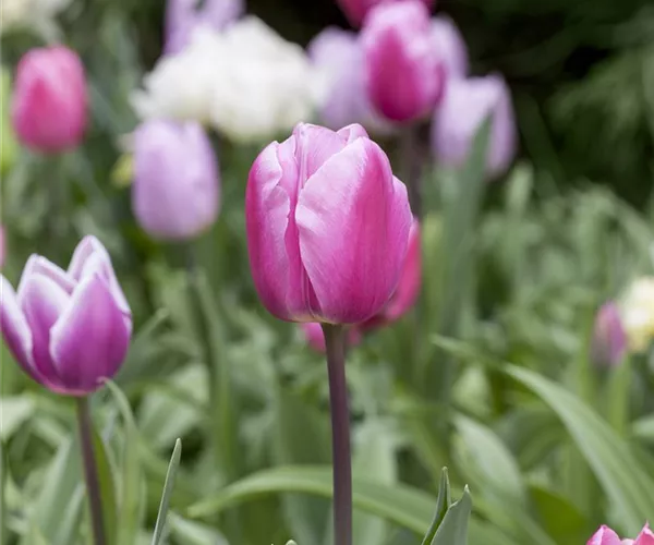 - Vergessene Blumenzwiebeln im Frühjahr setzen  - Vergessene Blumenzwiebeln im Frühjahr setzen