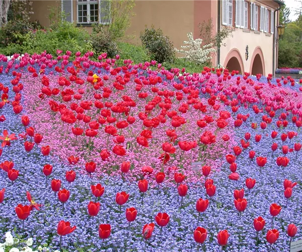 - Gartenjahr voller Blüten – Blumenzwiebeln für jede Jahreszeit  - Gartenjahr voller Blüten – Blumenzwiebeln für jede Jahreszeit