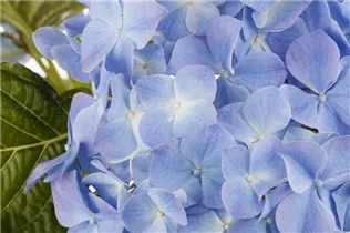 Hydrangea macrophylla, blau - Hydrangea macrophylla, blau