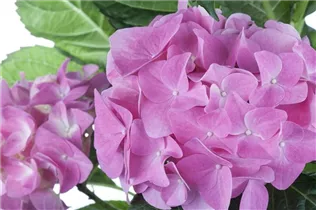 Hydrangea macrophylla, rosa - Hydrangea macrophylla, rosa