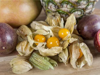 Physalis peruviana 'Preciosa' - Ananaskirsche Physalis peruviana 'Preciosa' - Ananaskirsche
