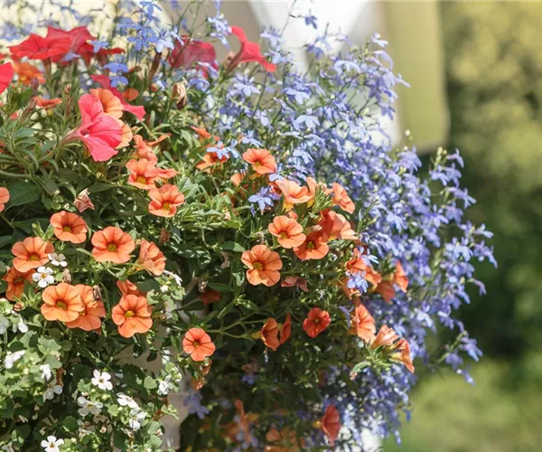 - Urban Gardening – Blumenampel aus Konservendosen  - Urban Gardening – Blumenampel aus Konservendosen