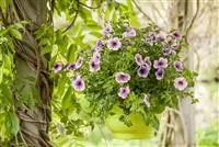 - Urban Gardening trifft Upcycling – Blumenampeln aus einem Küchensieb  - Urban Gardening trifft Upcycling – Blumenampeln aus einem Küchensieb