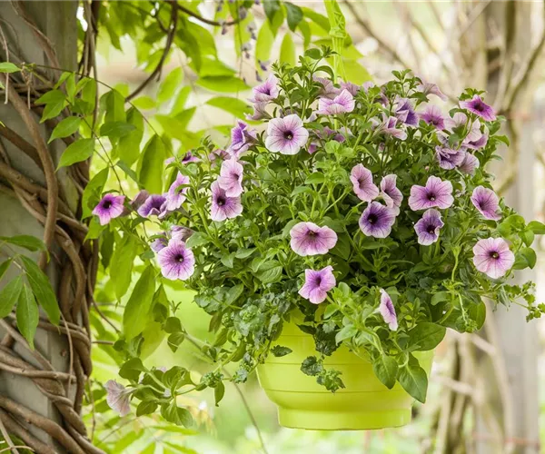 - Urban Gardening trifft Upcycling – Blumenampeln aus einem Küchensieb  - Urban Gardening trifft Upcycling – Blumenampeln aus einem Küchensieb