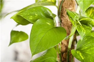 Epipremnum aureum - Goldene Efeutute