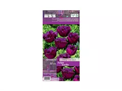 Blumenzwiebeln - Tulpen Gorilla / Crispa purpur violett, 10 Stück