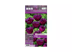 Blumenzwiebeln - Tulpen Gorilla / Crispa purpur violett, 10 Stück
