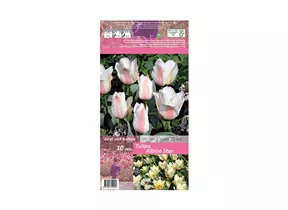 Blumenzwiebeln - Tulpen Albion Star / Greigii weiß rosa Glut, 10 Stück