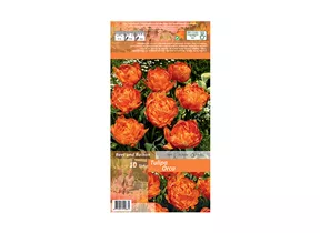 Blumenzwiebeln - Tulpen Orca Gefüllte frühe orange, 10 Stück Blumenzwiebeln - Tulpen Orca Gefüllte frühe orange, 10 Stück