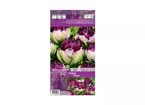 Blumenzwiebeln - Tulpen Wow / Gefüllte späte purpur -violett, 3 Stück