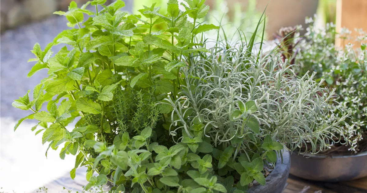  - Mit frischen Kräutern in den Frühling starten