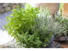 Gartenkräuter - Gartenkräuter Gartenkräuter - Gartenkräuter