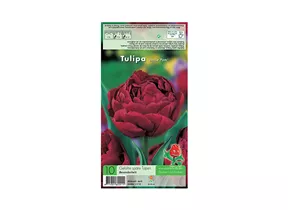 Blumenzwiebeln - Tulpen Uncle Tom / Gefüllte späte braunrot, 10 Stück