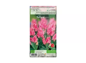 Blumenzwiebeln - Tulpen Toronto Greigii 10 Stück - Rosa