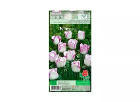 Blumenzwiebeln - Tulpen Shirley / Triumph weiß violett, 10 Stück