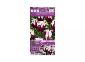 Blumenzwiebeln - Tulpen Rembr.Favourite / Rembrandt violett weiß, 10 Stück