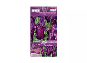 Blumenzwiebeln - Tulpen Purple Heart / Lilienblütig purpur , 10 Stück