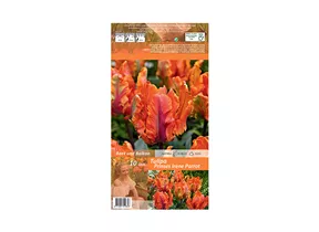 Blumenzwiebeln - Tulpen Prinses Irene Parrot / Papageien orange-purpur, 10 Stück